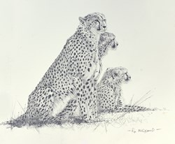 Cheetah Family by Pip McGarry - Original Drawing on Mounted Paper sized 10x8 inches. Available from Whitewall Galleries
